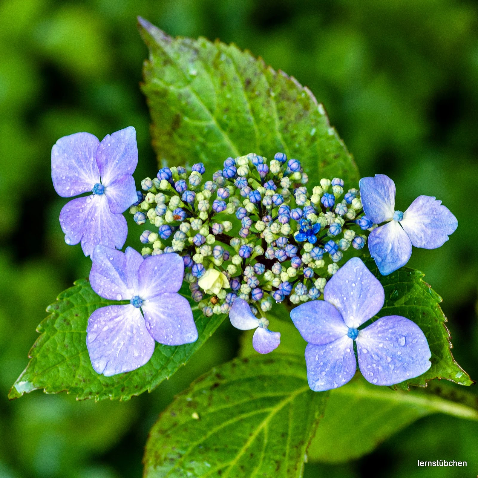 lila Hydrangea.jpeg